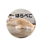 うにのあ（個別スタンプ：9）