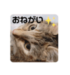 うにのあ（個別スタンプ：12）