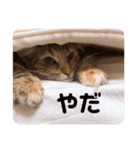 うにのあ（個別スタンプ：13）