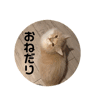 うにのあ（個別スタンプ：14）