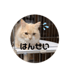 うにのあ（個別スタンプ：15）