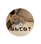 うにのあ（個別スタンプ：21）