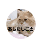 うにのあ（個別スタンプ：25）
