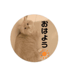 うにのあ（個別スタンプ：26）