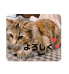うにのあ（個別スタンプ：30）