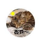 うにのあ（個別スタンプ：31）