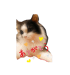 猫ニャン日常スタンプ（個別スタンプ：1）