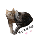 猫ニャン日常スタンプ（個別スタンプ：2）