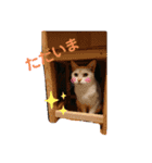 猫ニャン日常スタンプ（個別スタンプ：5）