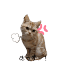 猫ニャン日常スタンプ（個別スタンプ：6）