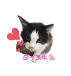 猫ニャン日常スタンプ（個別スタンプ：7）