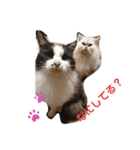 猫ニャン日常スタンプ（個別スタンプ：8）