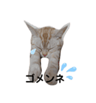 猫ニャン日常スタンプ（個別スタンプ：9）