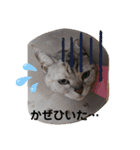 猫ニャン日常スタンプ（個別スタンプ：10）