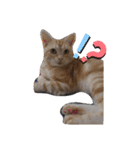 猫ニャン日常スタンプ（個別スタンプ：13）