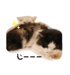 猫ニャン日常スタンプ（個別スタンプ：14）