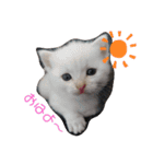 猫ニャン日常スタンプ（個別スタンプ：15）