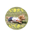 くるみ＆あんずPart2（個別スタンプ：4）