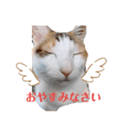 寝るのが仕事にゃ（個別スタンプ：2）