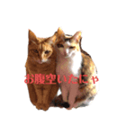 寝るのが仕事にゃ（個別スタンプ：3）