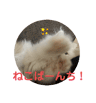 ミヌエットぶんちゃんスタンプ（個別スタンプ：4）
