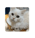 ミヌエットぶんちゃんスタンプ（個別スタンプ：9）