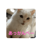 ミヌエットぶんちゃんスタンプ（個別スタンプ：10）