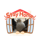 ミヌエットぶんちゃんスタンプ（個別スタンプ：17）