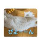 ミヌエットぶんちゃんスタンプ（個別スタンプ：18）