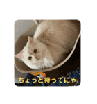 ミヌエットぶんちゃんスタンプ（個別スタンプ：20）