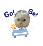 ミヌエットぶんちゃんスタンプ（個別スタンプ：22）