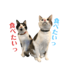 にゃお＆そー4（個別スタンプ：1）