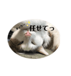 にゃお＆そー4（個別スタンプ：5）