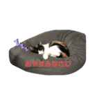 にゃお＆そー4（個別スタンプ：8）