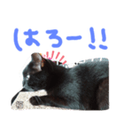 うちの黒猫の福ちゃん①（個別スタンプ：3）