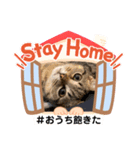 Stay Home もかにゃん❤︎ NEW（個別スタンプ：37）