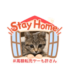 Stay Home もかにゃん❤︎ NEW（個別スタンプ：40）