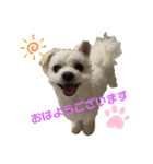 めぐぷー（個別スタンプ：1）