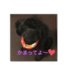 愛犬未来（個別スタンプ：1）