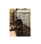 愛犬未来（個別スタンプ：4）