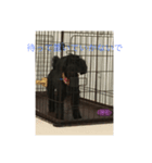 愛犬未来（個別スタンプ：5）