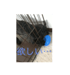 愛犬未来（個別スタンプ：6）