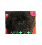 愛犬未来（個別スタンプ：8）