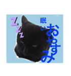 うちのたんこ2（個別スタンプ：7）