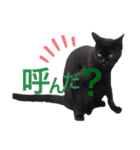 うちのたんこ2（個別スタンプ：10）