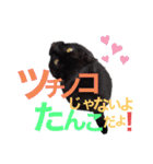 うちのたんこ2（個別スタンプ：13）