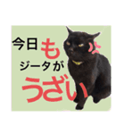 うちのたんこ2（個別スタンプ：15）