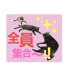 うちのたんこ2（個別スタンプ：16）