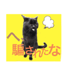 うちのたんこ2（個別スタンプ：17）