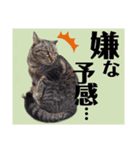 うちのたんこ2（個別スタンプ：23）